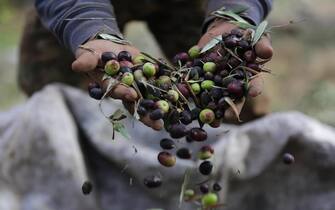 cibi contaminati coldiretti