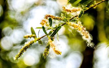 Coronavirus, i rischi per chi soffre di asma e allergie ai pollini
