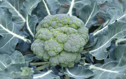 Individuata nei broccoli una possibile chiave per combattere i tumori
