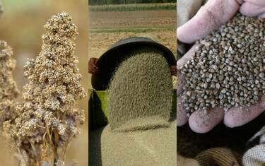 Quinoa, miglio, grano saraceno: i benefici dei falsi cereali