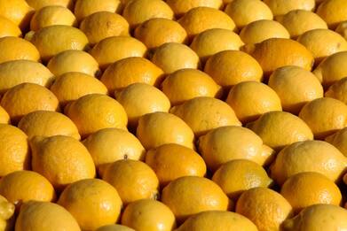 Siracusa, sequestrate 20 tonnellate di limoni