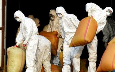 Influenza aviaria, in Francia abbattute 6 mila anatre