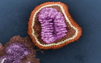 Influenza, svelata la struttura del “motore” dei virus di tipo B
