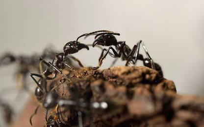 Formiche e robot a confronto negli scavi: vincono gli insetti