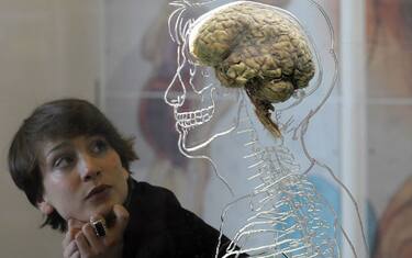 Il cervello delle donne è 3,8 anni più giovane di quello degli uomini