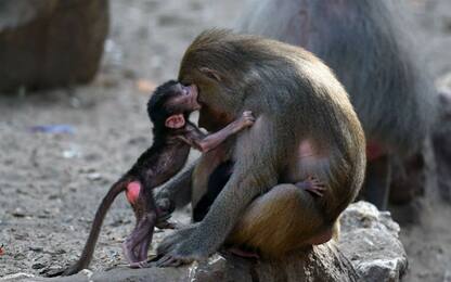 Ricerca sui babbuini: il linguaggio umano avrebbe 25 milioni di anni