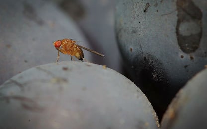 Scoperto nei moscerini il gene anti-siesta: li rende svegli e vigili