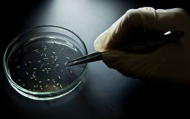 Virus ‘killer’? Una molecola può renderli innocui