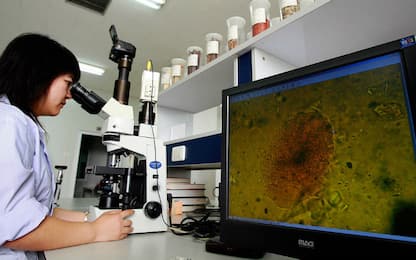 Creato un fegato bioartificiale salvavita, primi test sugli animali