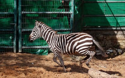 La funzione delle strisce delle zebre dimostrata da cavalli travestiti