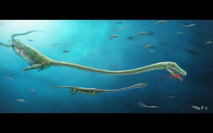 Fossile di rettile marino svela l'evoluzione del sistema riproduttivo