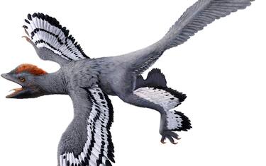 Ricostruito l'aspetto del dinosauro piumato: aveva le ali e non volava