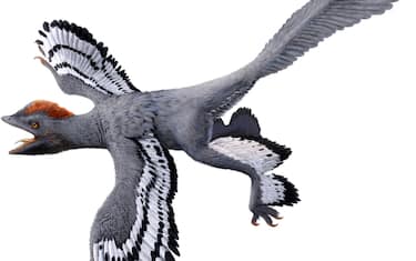 Dinosauto_Anchiornis_Julius_T