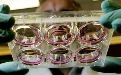 Ecco il primo embrione artificiale creato in laboratorio, è di un topo