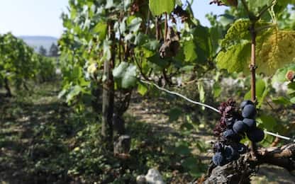 In Friuli Venezia Giulia il vino si consumava già 3000 anni fa