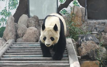 Panda Shu Lan torna a casa