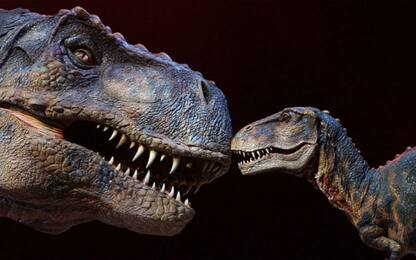 Il lato tenero del Tirannosauro: strofinava il muso nel corteggiamento