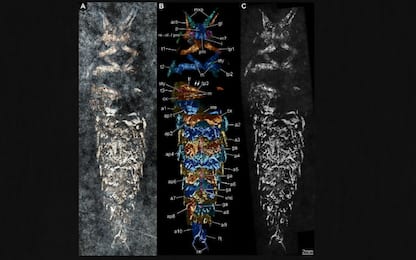 Canton Ticino, trovati fossili di insetti giganti con i nervi intatti