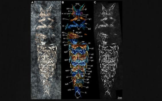 Pesciolino d'argento - Lepisma saccharina Linnaeus