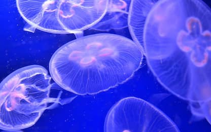 Sarebbero le meduse pettine il primo animale complesso della storia