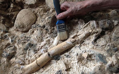 Descritto il più antico fossile dell’Homo Sapiens trovato in Eurasia 
