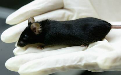 Morbo di Crohn: testata sui topi una nuova terapia con "nano-navette"