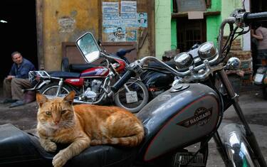 L'uomo e il gatto, il rapporto iniziò già prima degli Egizi