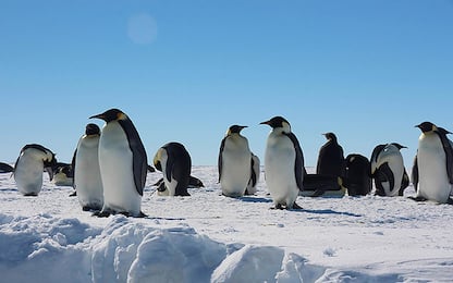 Antartide, scoperte undici colonie di pinguini dallo spazio