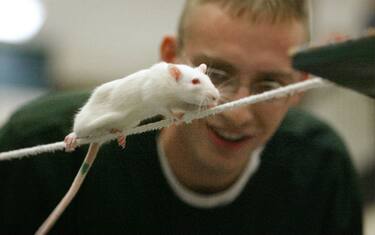 Maschio dominante si diventa: il segreto è nel cervello