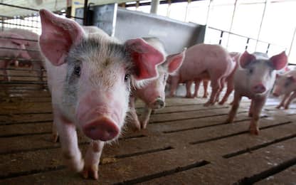 Nuovo studio rende più facile trapianti di organi da maiali all'uomo