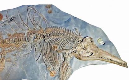 Ignorato in un museo, riscoperto il più grande fossile di ittiosauro