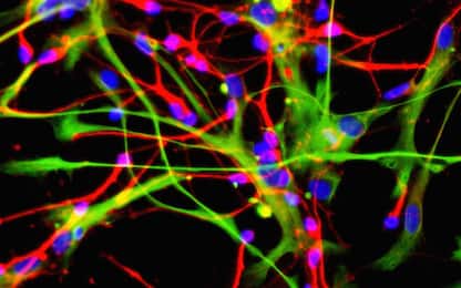 Neuroni, il modo di processare informazioni cambia continuamente