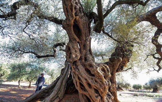 Εδώ είναι ο χάρτης του DNA της ελιάς, που αποκαλύπτει τα μυστικά του ελαιολάδου