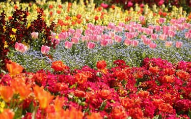 GettyImages-fiori