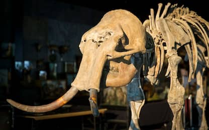 Ritrovato sulla Sila lo scheletro completo di un "cugino" del mammut