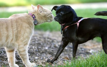 Secondo uno studio i cani avrebbero il doppio dei neuroni dei gatti