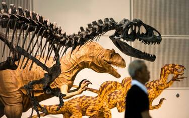 Dinosauri, un’alga fossile ‘racconta’ la storia della loro estinzione