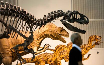 Studio italiano sui fossili, dinosauri si ammalavano come noi