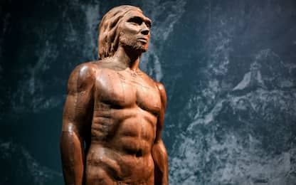 Neanderthal, i neonati svezzati come nell’Homo sapiens: lo studio