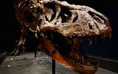 Scoperti i fossili dell’antenato del T-Rex: era grande come un canguro