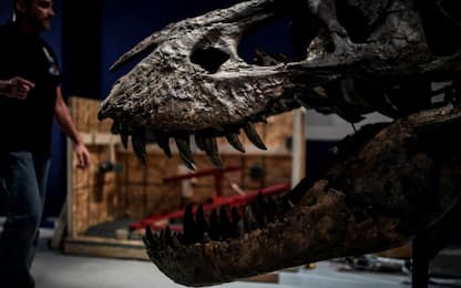 Dinosauri: scoperto esemplare nano del più grande predatore conosciuto