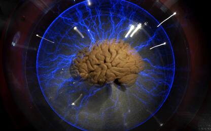 Cervello, scoperte le ‘autostrade’ delle cellule immunitarie
