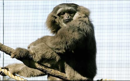 Scoperta in Cina la prima specie di scimmia estinta per mano dell'uomo