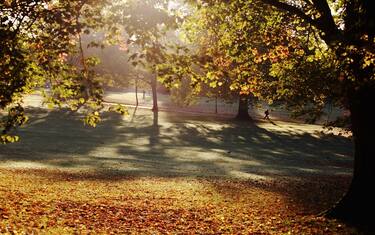 alberi_getty_images