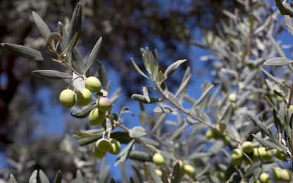 Il ramoscello di ulivo che potrebbe cambiare la storia di Santorini