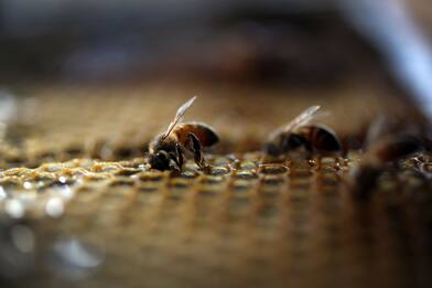 I nuovi pesticidi mettono ancora a repentaglio la salute delle api