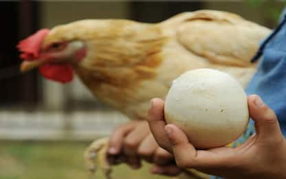 Da galline Ogm uova contenenti proteine con potenzialità terapeutiche