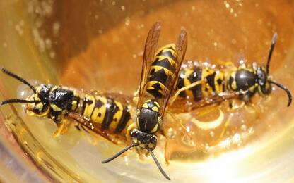 La storia dei parassiti raccontata da antichi fossili di vespa