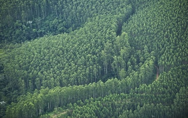 GettyImages-alberi