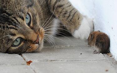 Gattonaia hi-tech con IA, rileva se il gatto porta le prede in casa